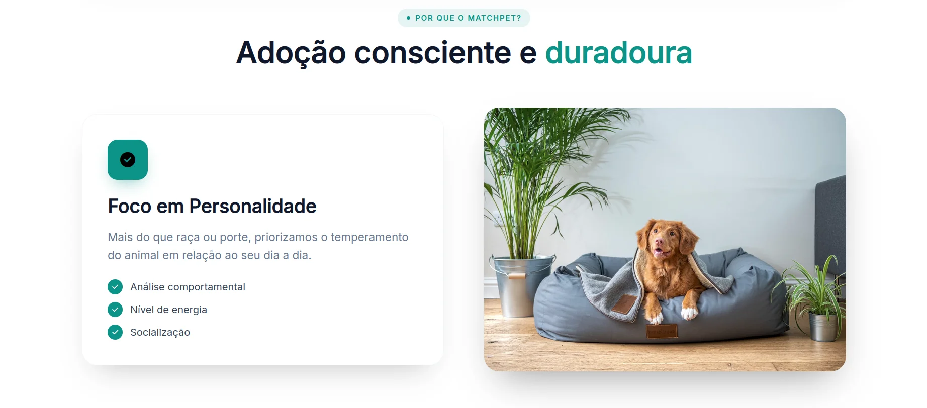 MatchPet — seção 4 do projeto desenvolvido pela Axolutions