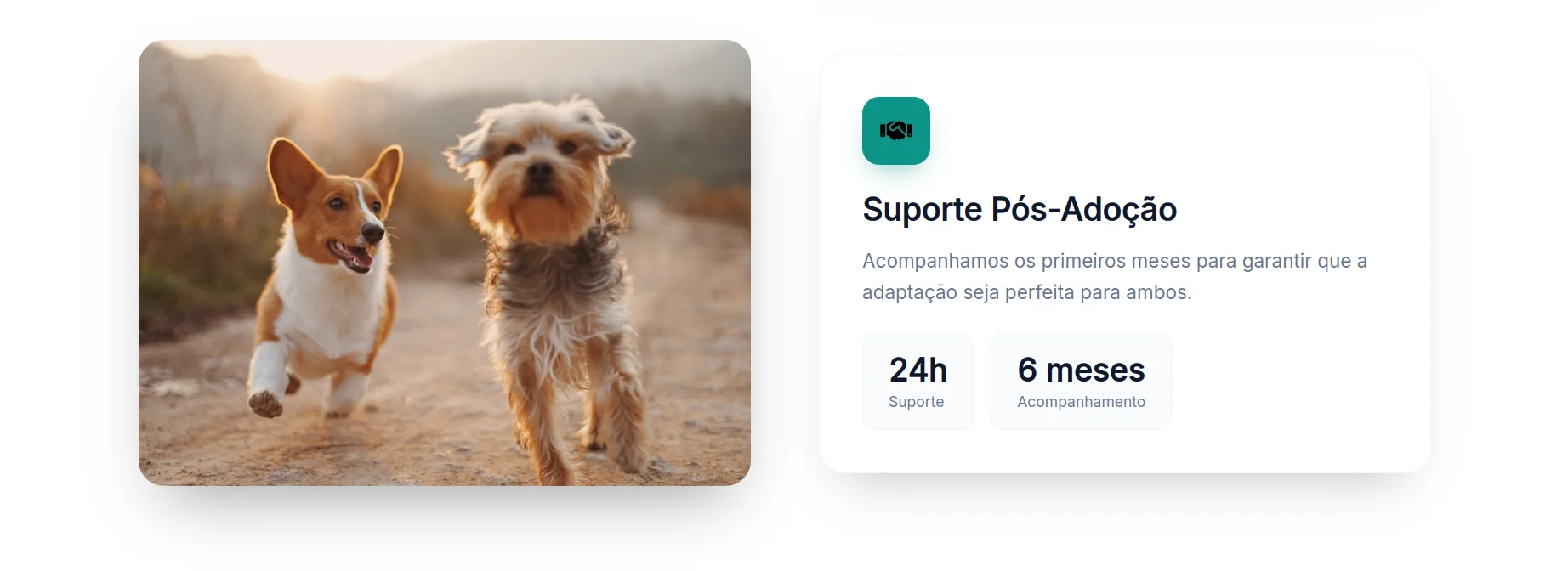 MatchPet — seção 5 do projeto desenvolvido pela Axolutions